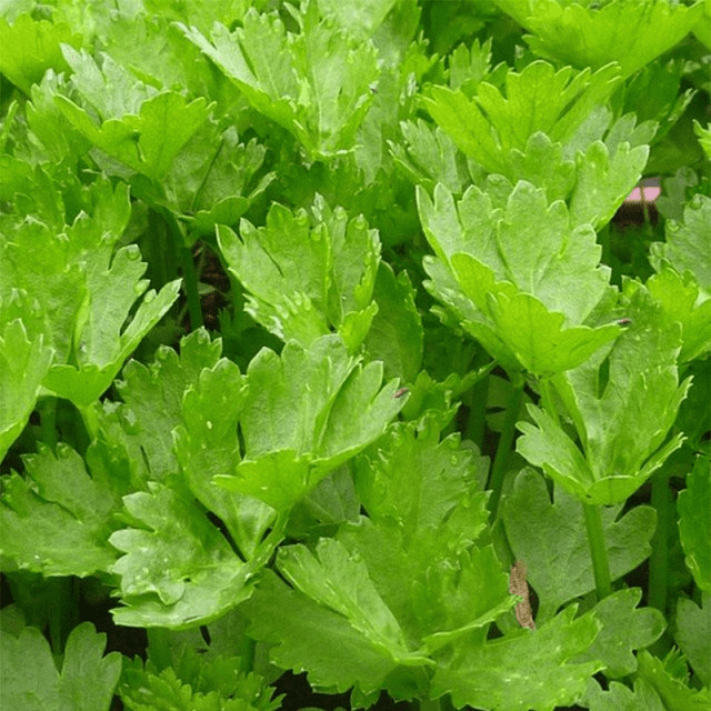 Des images de diff�rentes plantes